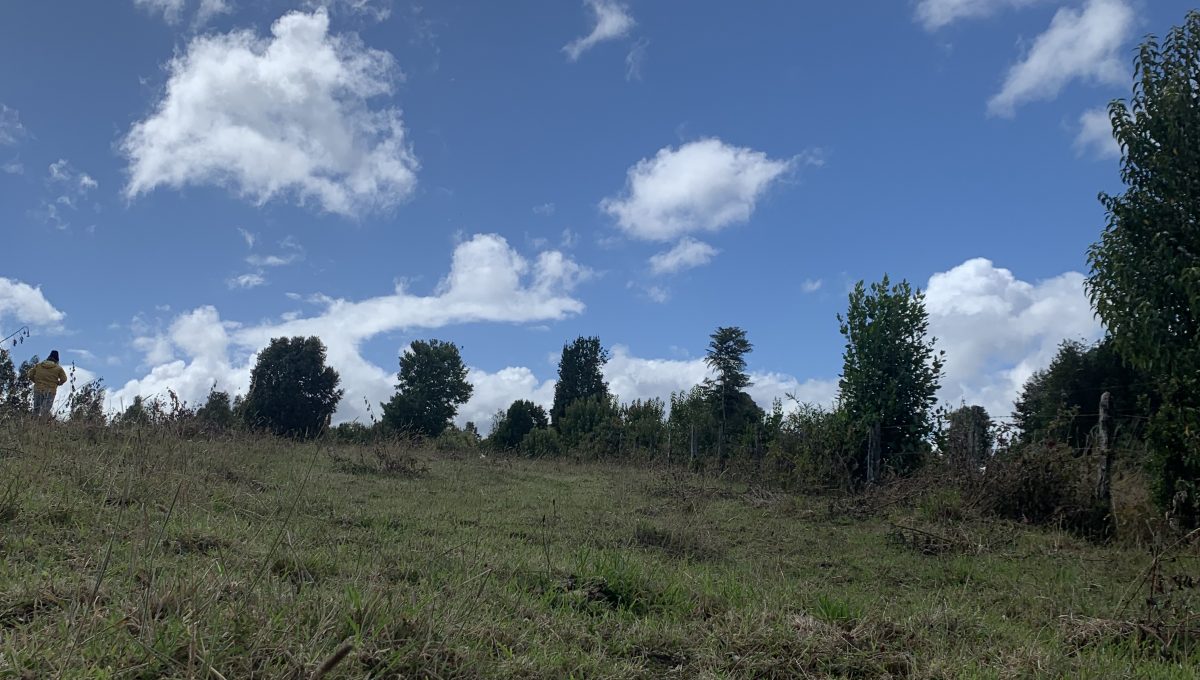 IMG-6235